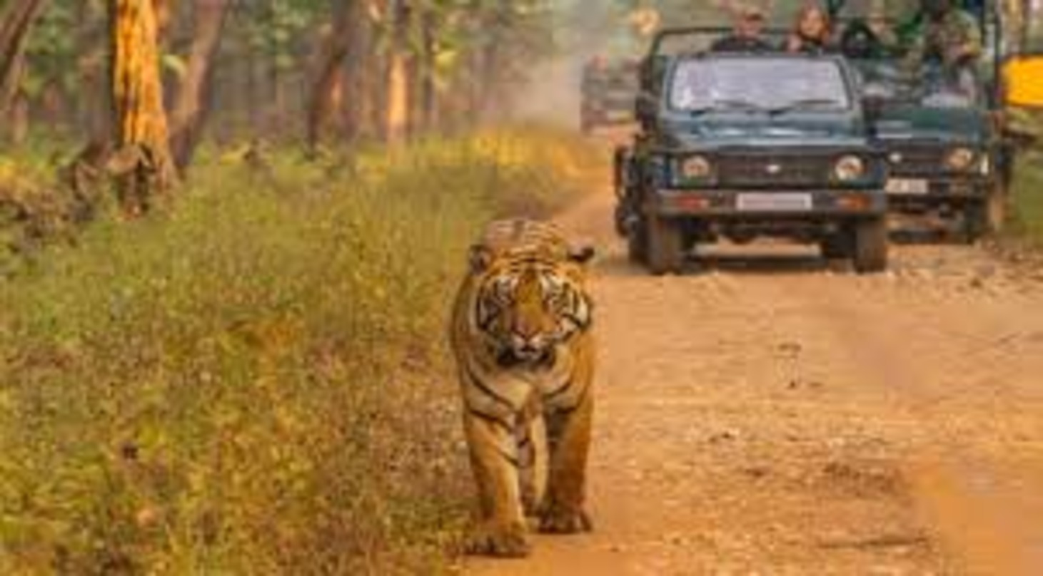 Plan Sasan Gir Jeep Safari Booking For Wildlife Trails